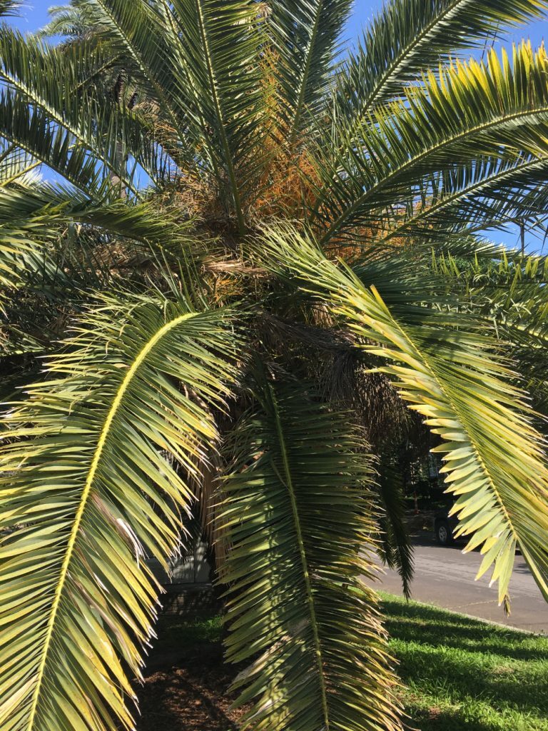 Why are Louisiana’s palm trees dying right in front of our eyes?