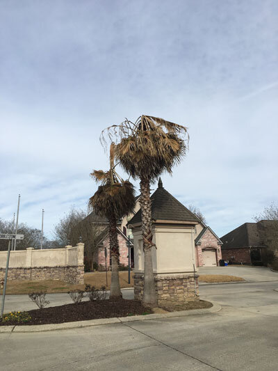 Damaged Palm Tree