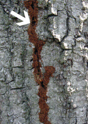 Tree Insect & Disease Control New Orleans & Baton Rouge