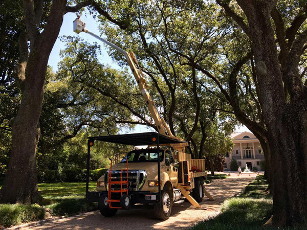 Live Oak Pruning