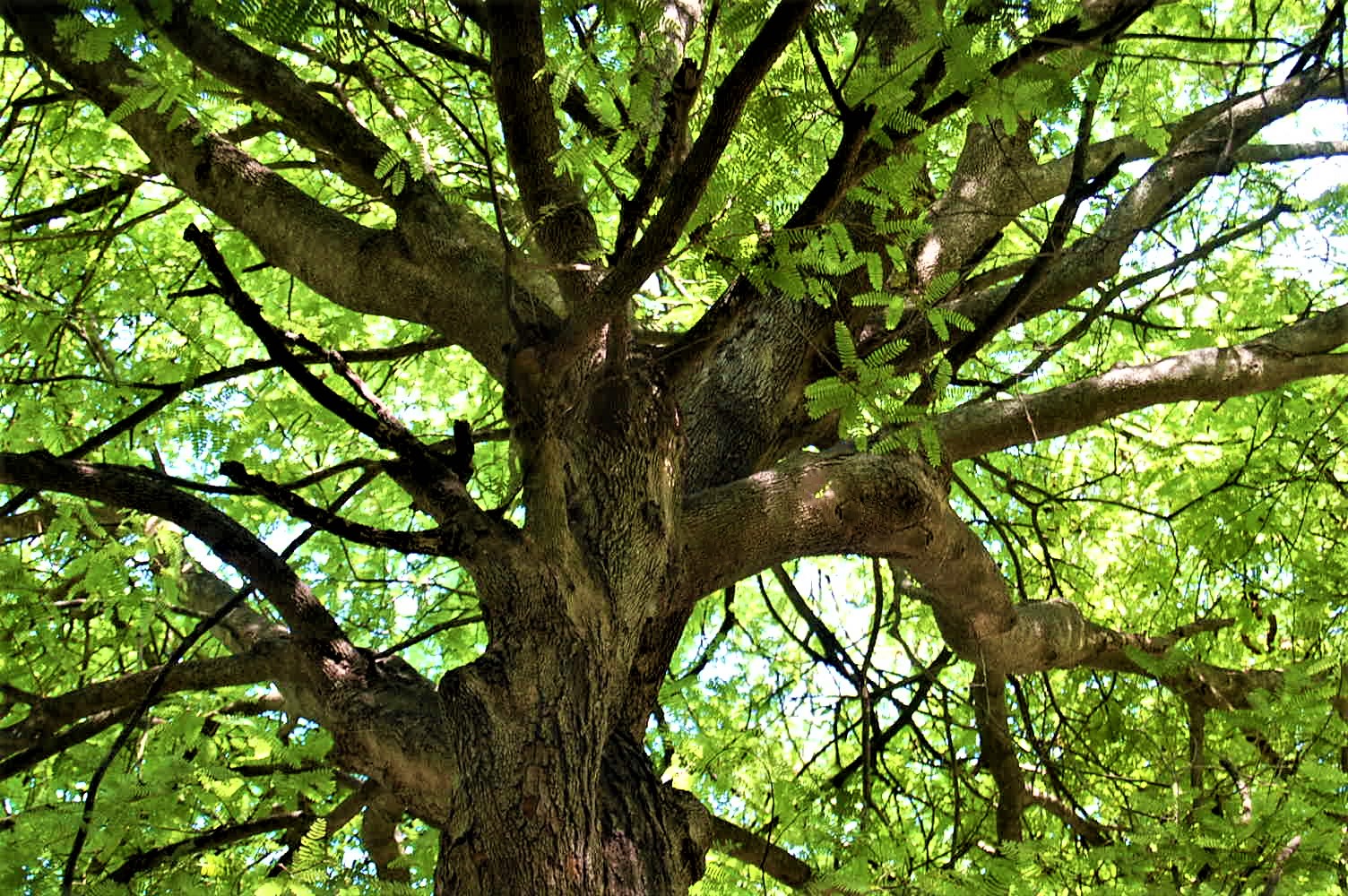 Bayou Tree Service Certified Arborists in New Orleans and Baton Rouge