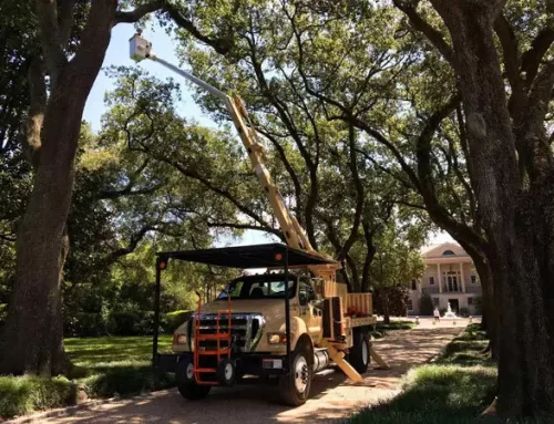 Comprehensive Live Oak Care by Certified Arborists in Louisiana