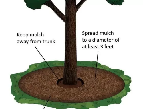 Mulching to Protect Baton Rouge Trees from Freeze Damage