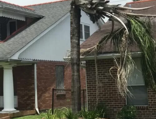 Summer of 2018: Louisiana’s palm trees still dying off after freezes