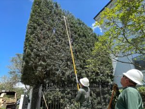 bayou_tree_service_professional_hedge_trimming_and_pruning