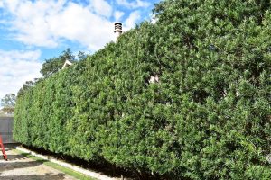 bayou_tree_service_professional_hedging