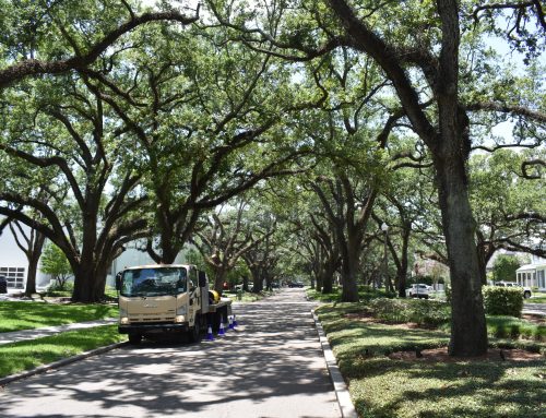 Winter Tree Care: Why Your Trees Need Attention in the Colder Months