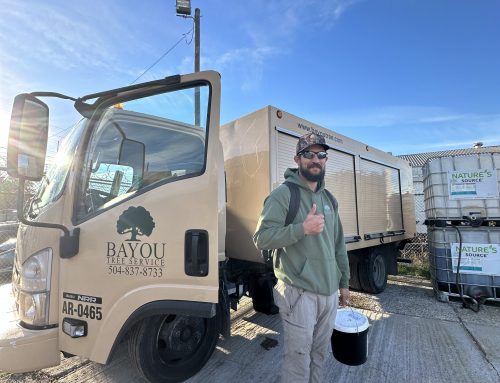 Not All Tree Care Is Created Equal—Ours Is Rooted in Science and Experience