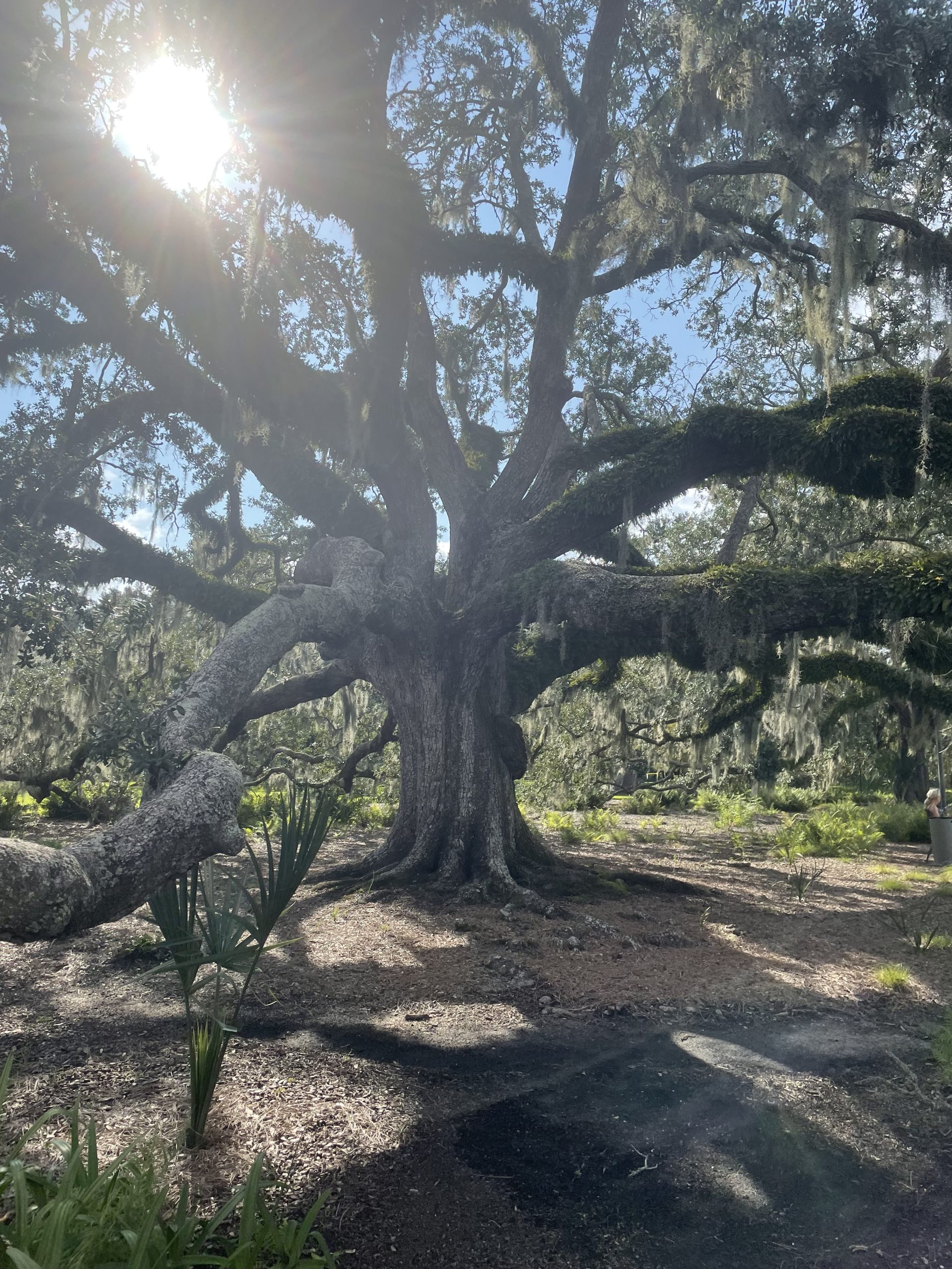 bayou_tree_service_how_to_tell_if_your_live_oak_is_healthy