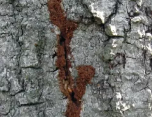 Saving Louisiana Trees with Termite Damage