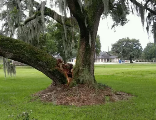 Preparing your Louisiana trees for hurricane season