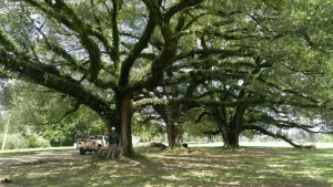 Bayou Tree Services New Orleans Arborists live oak tree care