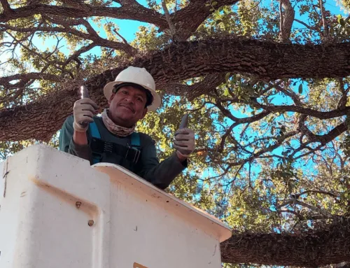 Essential Guide to Regular Tree Maintenance for Homeowners