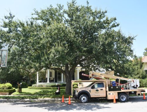 Tree Pruning: Bucket Truck vs. Climbing—Which is Best?