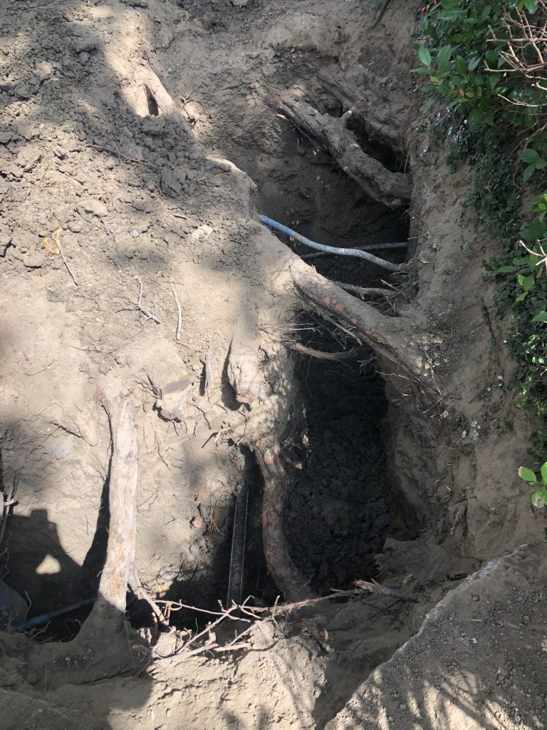 Bayou Tree certified arborist uncovering tree roots during construction to preserve the tree