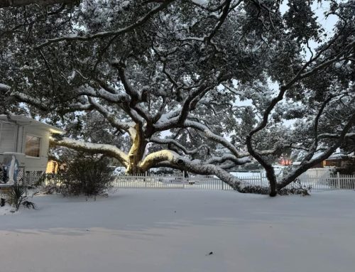 Did the Snow Damage My Trees? Signs to Look For and When to Call an Arborist