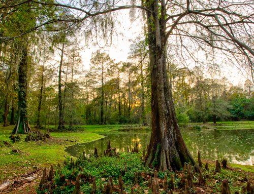 Shade, Please! Why We’re Thanking Our Trees This Summer