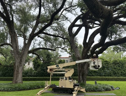 Why Your Live Oak Isn’t as Self-Sufficient as You Think