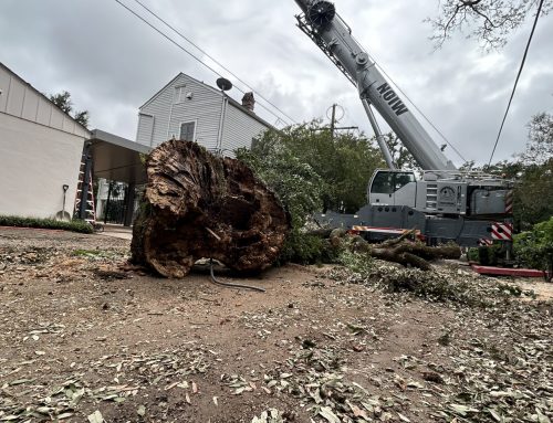 Pruning for Hurricane Season: What to Look Out For Before Storms Roll In