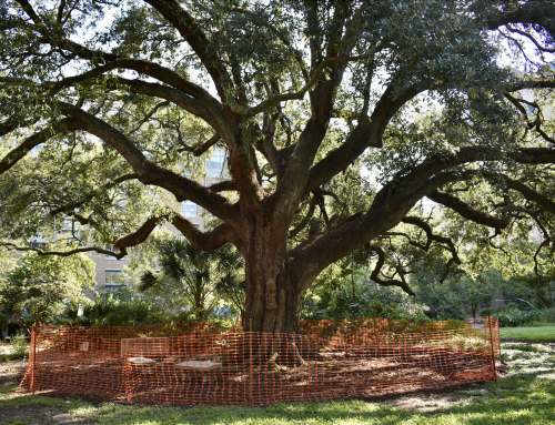 Healthy Trees, Happy Homes: Why Arborists Belong in Your Renovation Plans