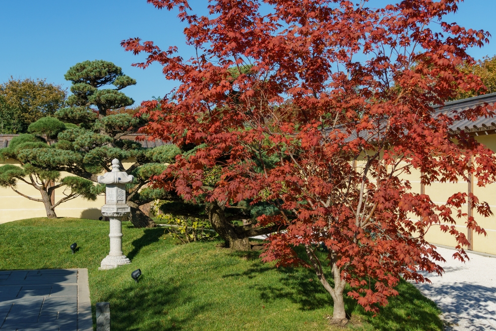 How to care for Japanese maple trees in Louisiana