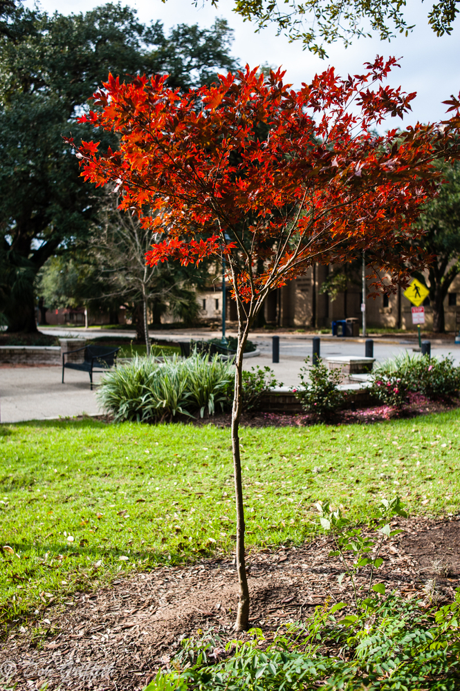 bayou-tree-japanese-maple-tree.jpg