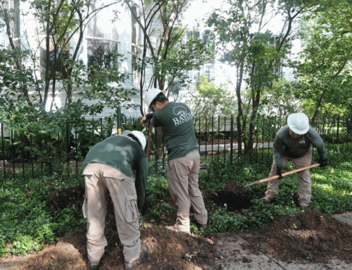 Planting with Purpose: Trees and Hedges for Every Part of Your Landscape